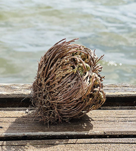 rose de jericho la belle bobo encens et senteurs