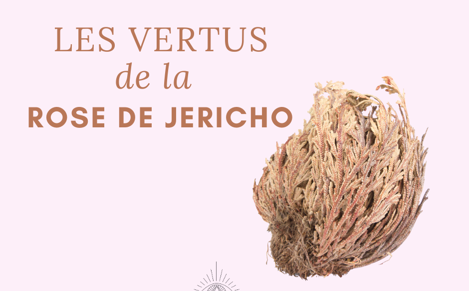 Les vertus de la rose de Jéricho selon La Belle Bobo