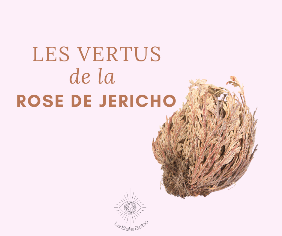 Les vertus de la rose de Jéricho selon La Belle Bobo